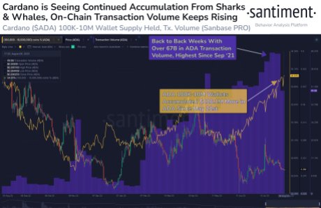 Cardano (ADA) Next In Line For A Rally Following Shark And Whale Buying Spree